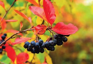 Pro atraktivní podzimní zbarvení listů v různých odstínech červené, žluté, oranžové až vínové barvy se pěstuje temnoplodec planikolistý.