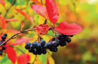 Pro atraktivní podzimní zbarvení listů v různých odstínech červené, žluté, oranžové až vínové barvy se pěstuje temnoplodec planikolistý.