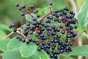 Bez černý vytváří drobné plody na členité třapině.