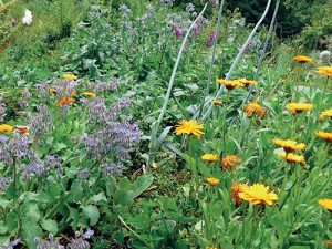Kvetoucí rostliny mají v permakulturní zahradě vždy i praktické využití – jako bylinky, léčivky nebo rostliny zlepšující půdu.