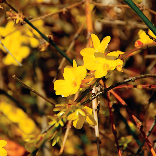 Jasmín nahokvětý s veselými žlutými kvítky a neodolatelně krásnou kalinu bodnanskou s vonnými růžovými květy.