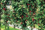 Zvláště v malých užitkových zahradách je možné využívat sloupovitě rostoucí odrůdy jabloní.