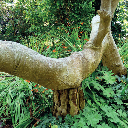 Arboretum se pyšní známými i téměř neznámými druhy dřevin, z nichž některé mají bizardní vzhled.