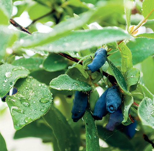 Dužnaté plody kaki znáte spíše ze supermarketů, vypěstovat je ale můžete i na své zahradě.