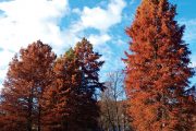 Tisovec dvouřadý (Taxodium distichum) je opadavý jehličnatý strom, který pochází z jihovýchodní části USA.