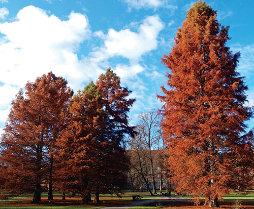 Tisovec dvouřadý (Taxodium distichum) je opadavý jehličnatý strom, který pochází z jihovýchodní části USA. Tisovec dvouřadý (Taxodium distichum) je opadavý jehličnatý strom, který pochází z jihovýchodní části USA.