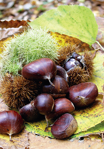 Jedlé kaštany jsou plody kaštanovníku jedlého (Castanea sativa) a jsou považovány za cenné ovoce.