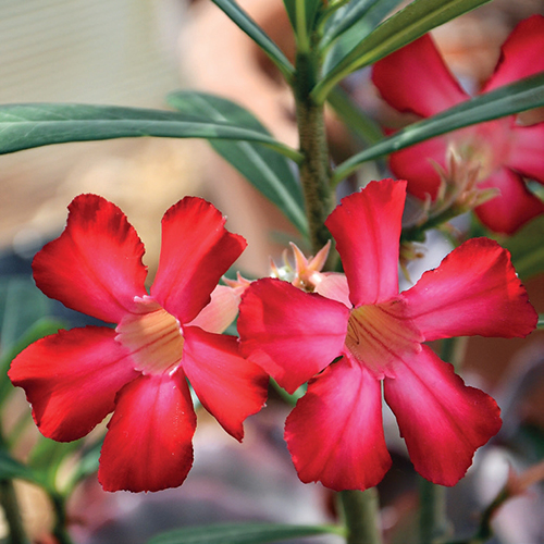 Adénium ztloustlé (Adenium obesum) je sukulentní rostlina z čeledi toješťovité, blízce příbuzná třeba dobře známému oleandru. Adénium ztloustlé (Adenium obesum) je sukulentní rostlina z čeledi toješťovité, blízce příbuzná třeba dobře známému oleandru.