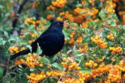 Hlohyně (Pyracantha) je známý a často využívaný keřík.