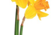 Narcisy se vysazují výrazně dříve než tulipány, klidně už na počátku září.