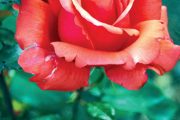 Jestli jste si na konci jara nařízkovali nové růže, zatím je ještě nepřesazujte.