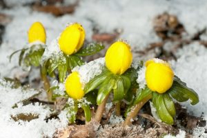 V zimě rozkvétají také zástupci cibulnatých rostlin. Dobrou práci odvedou sněženky nebo třeba talovíny.