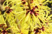 Hamamelis x intermedia ´Barmsted´t Gold´