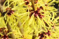 Hamamelis x intermedia ´Barmsted´t Gold´