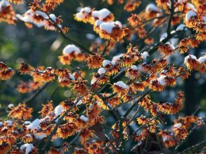 Vilíny patří bezesporu mezi nejkrásnější keře, které rozjasní zahradu také v zimě.