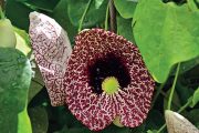 Patrně největšími květy ze všech existujících lián se může pyšnit podražec (Aristolochia gigantea).