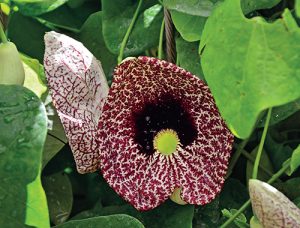 Patrně největšími květy ze všech existujících lián se může pyšnit podražec (Aristolochia gigantea).