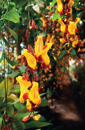 Thunbergie mysorská (Thunbergia mysorensis) je blízce příbuzná známé thunbergii křídlaté (T. alata).