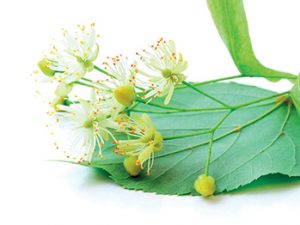 Sušené lipové květy jsou také ceněnou surovinou pro léčivé čaje.