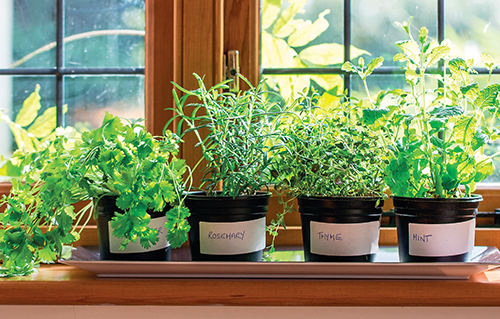 K pěstování bylinek vyberte správně orientované okno.