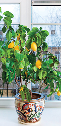 Zkušený citrusář své miláčky hýčká a rostliny pěstuje téměř na profesionální úrovni.