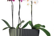 Moderní plastový truhlík Triola je navržen přímo pro orchideje a můžete v něm pěstovat až tři rostliny.