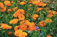 Měsíček lékařský (Calendula officinalis) patří k nejznámějším bylinkám.