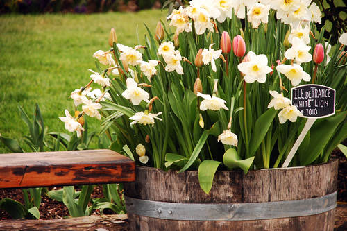 Velikosti a typu nádoby přizpůsobte výběr cibulovin. Narcisům a tulipánům můžete dopřát i poměrně velké nádoby.