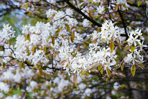 Bílé květy nejsou jedinou předností krásného muchovníku.