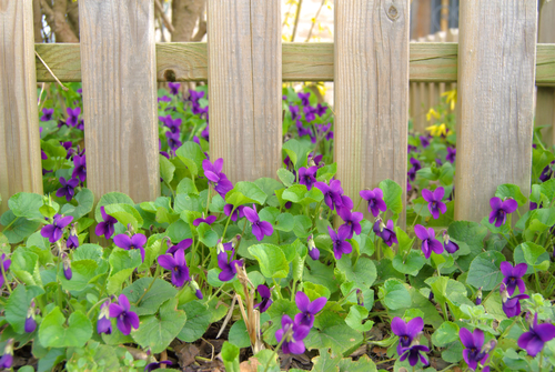 Violka vonná (Viola odorata) je oblíbenou květinou na dochucení salátů i na ozdobení moučníků.