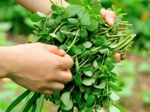 Do zeleninového salátu zkuste přidat šruchu zelnou (Portulaca oleracea).
