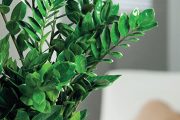 Zamioculcas