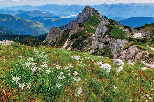 Protěž alpská patří k Rakousku a jeho horám odedávna.