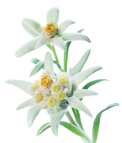 Protěž alpská (Leontopodium alpinum)
