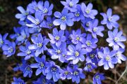 Jaterník podléška (Hepatica nobilis)