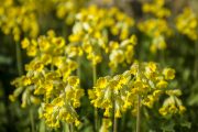 Prvosenka jarní (Primula veris)