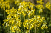 Prvosenka jarní (Primula veris)