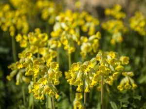 Prvosenka jarní (Primula veris)