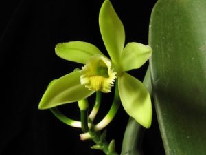 Málokdo si umí představit, že jsou vanilkové lusky plodem popínavé orchideje.