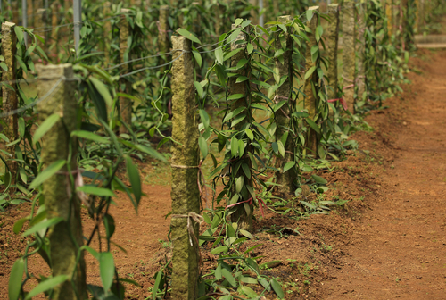 Pěstování vanilky na tropických plantážích.