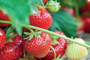 Místo fólie je možné k jahodníkům použít slámu. Není tak účinná proti plevelům, ale jahody jsou na ní čisté a suché.