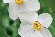 Přivoňte si například k narcisu bílému (Narcissus poeticus) pocházejícímu z Francie.