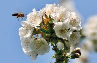 Většina rostlin a plodin musí být opylená včelami.