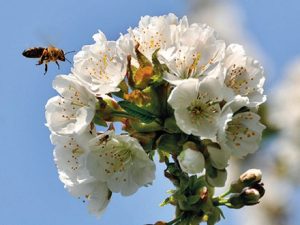 Většina rostlin a plodin musí být opylená včelami.