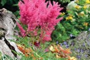 Čechrava (Astilbe ’Boogie Woogie’) se vyznačuje velice sytou barvou květů (červenec 2014).