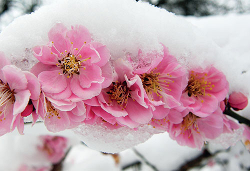 Květy sakur, meruněk, slivoní, broskvoní či mandloní patří k největším ozdobám jara.