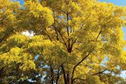 Odrůda s výrazně žlutými listy – Robinia pseudoacacia 'Frisia'.