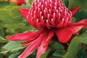 Austrálie je zemí mnoha rostlinných zázraků a patří k nim bezpochyby i keř Telopea speciosissima.