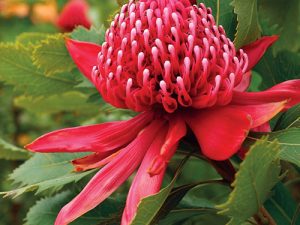 Austrálie je zemí mnoha rostlinných zázraků a patří k nim bezpochyby i keř Telopea speciosissima.