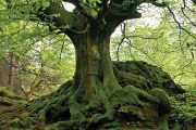 Buk lesní (Fagus sylvatica) je v evropských lesích zastoupen opravdu hojně, patří k nejčastěji vysazovaným listnatým stromům.